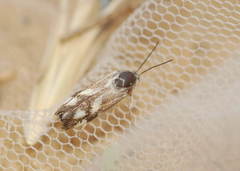 Brachodes