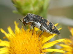 Acmaeoderella flavofasciata