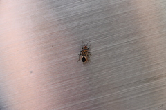 Graptostethus servus