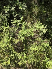 Sticherus umbraculifer