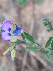 Polygala producta