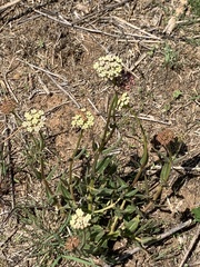 Asclepias fallax