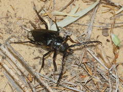 Prionus angustatus