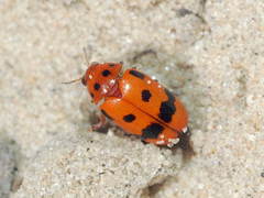 Clytra atraphaxidis