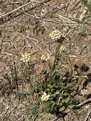 Asclepias fallax