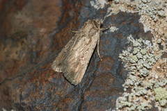 Dichagyris orientis