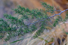 Asparagus fasciculatus