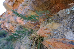 Asparagus fasciculatus