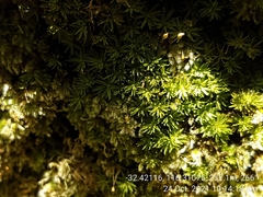 Calymperastrum latifolium