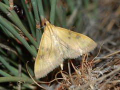 Mecyna trinalis