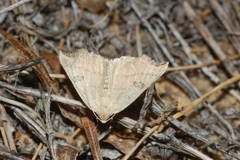 Eilicrinia subcordaria
