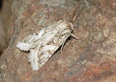 Enterpia picturata