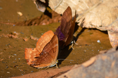 Abisara bifasciata suffusa