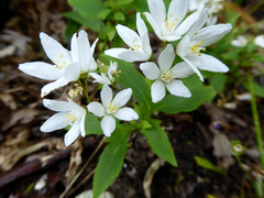 Deutzia gracilis
