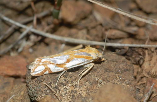 Eugnosta hydrargyrana · iNaturalist