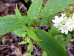 Deutzia gracilis