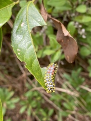 Cyclosia papilionaris