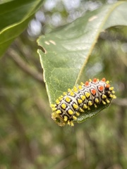 Cyclosia papilionaris