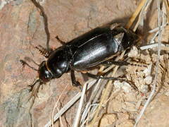 Nicrophorus germanicus