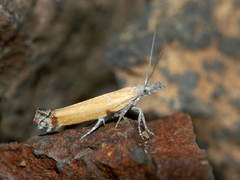 Ypsolophidae