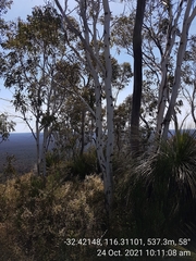 Eucalyptus laeliae