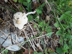 Lepiota erminea
