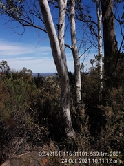 Eucalyptus laeliae