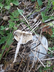 Lepiota erminea