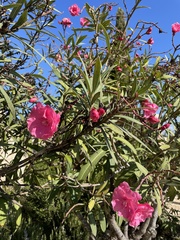 Nerium oleander