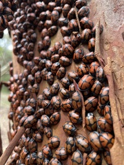 Ogdoecosta biannularis