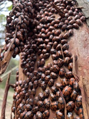 Ogdoecosta biannularis