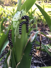 Xanthopastis regnatrix