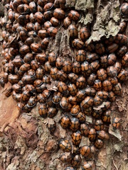 Ogdoecosta biannularis