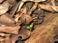Pseudoplecta