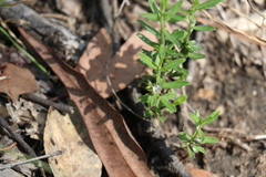 Polygala triflora