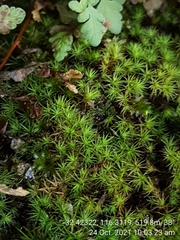 Bartramidula