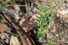 Polygala triflora