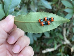 Poecilocoris latus