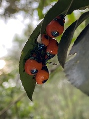 Poecilocoris latus