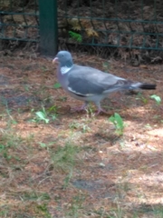 Columba palumbus