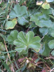 Alchemilla