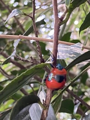 Poecilocoris latus
