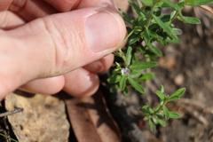 Polygala triflora