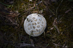 Amanita farinacea