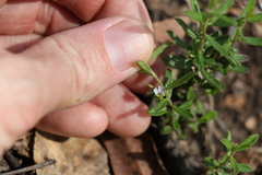 Polygala triflora