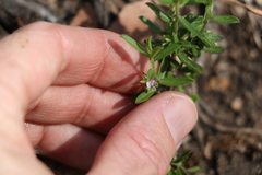 Polygala triflora