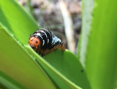 Xanthopastis regnatrix