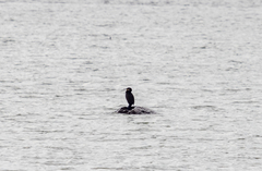 Phalacrocorax carbo