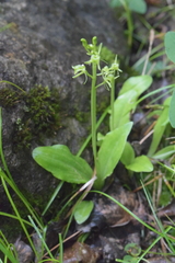 Liparis kumokiri