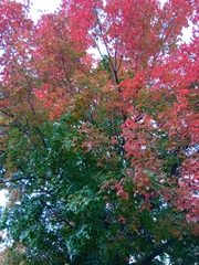 Acer